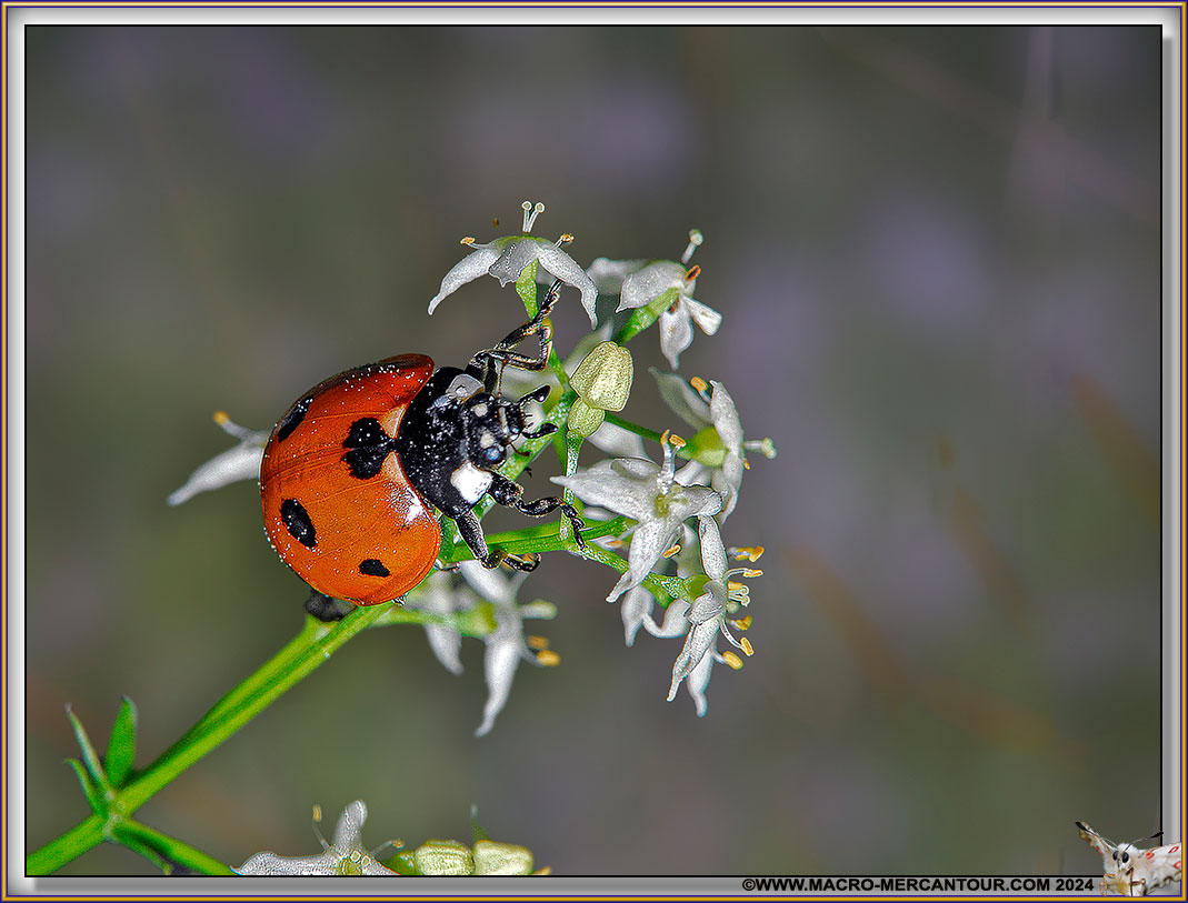 Coccinelle
